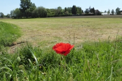 Single poppy in a field.