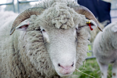 Mark Townson Sheep & Goats Petting Zoo