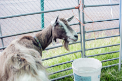 Mark Townson Sheep & Goats Petting Zoo